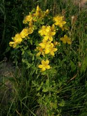 Třezalka tečkovaná (Hypericum perforatum L.)