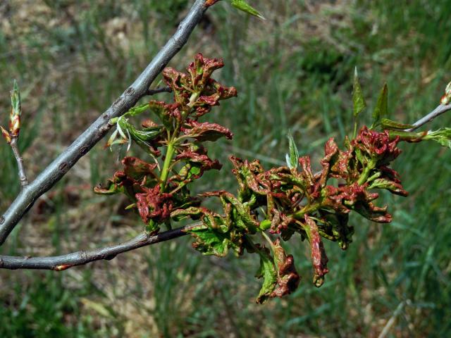 Hálky vlnovníka osikového (Aceria dispar), topol osika