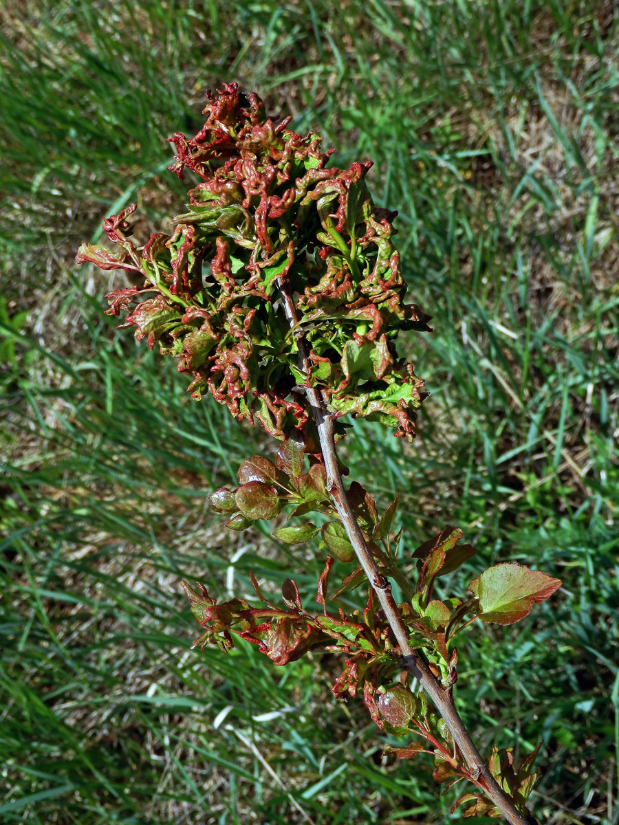 Hálky vlnovníka osikového (Aceria dispar), topol osika