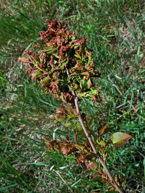 Hálky vlnovníka osikového (Aceria dispar), topol osika