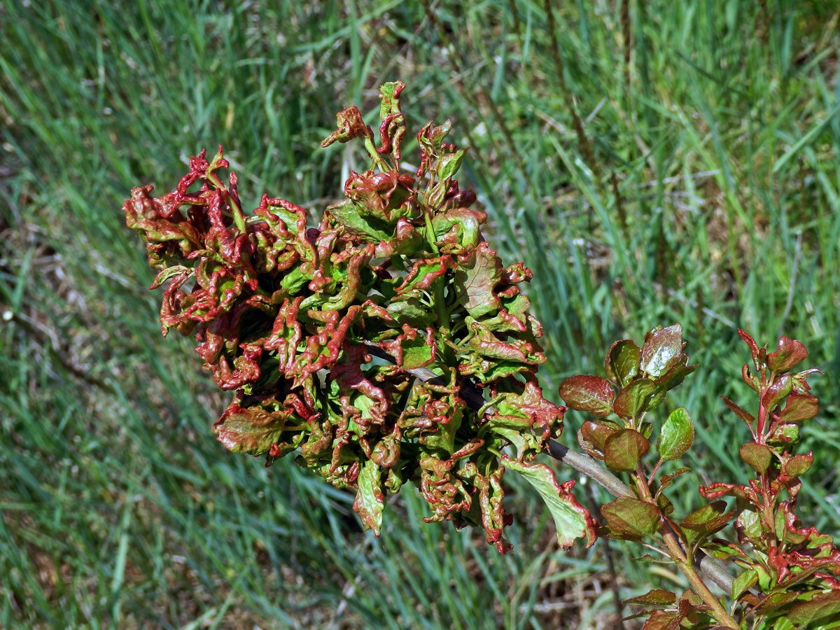 Hálky vlnovníka osikového (Aceria dispar), topol osika