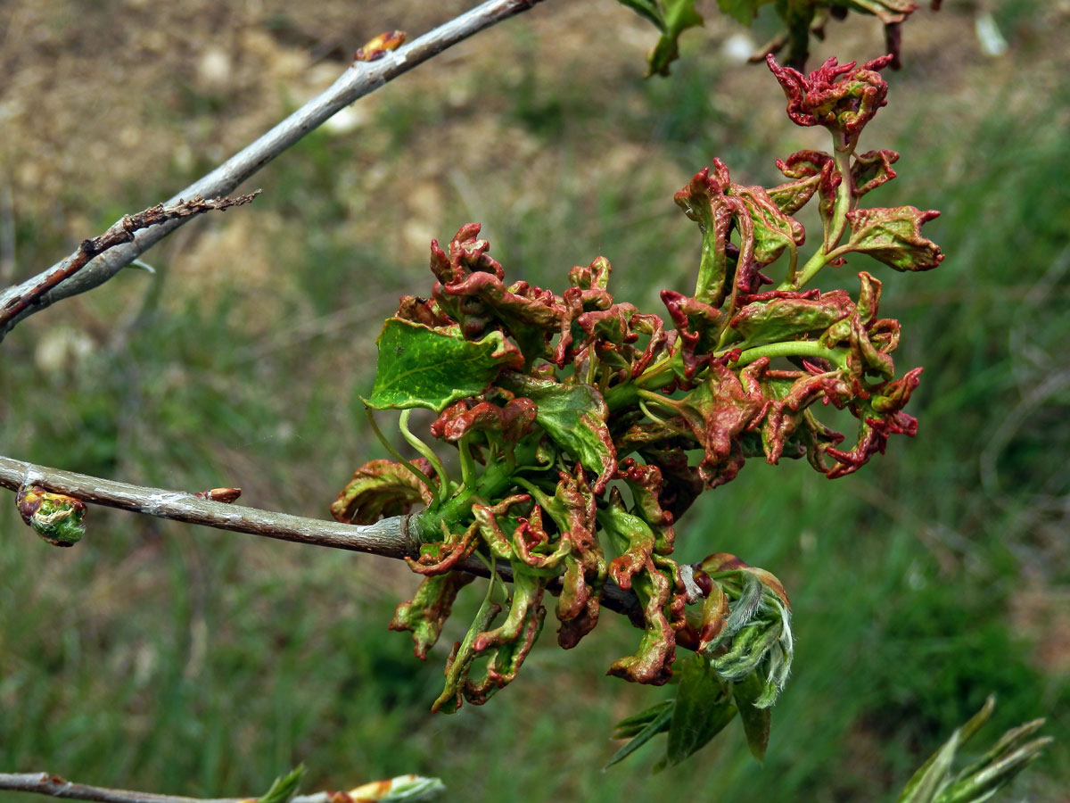 Hálky vlnovníka osikového (Aceria dispar), topol osika