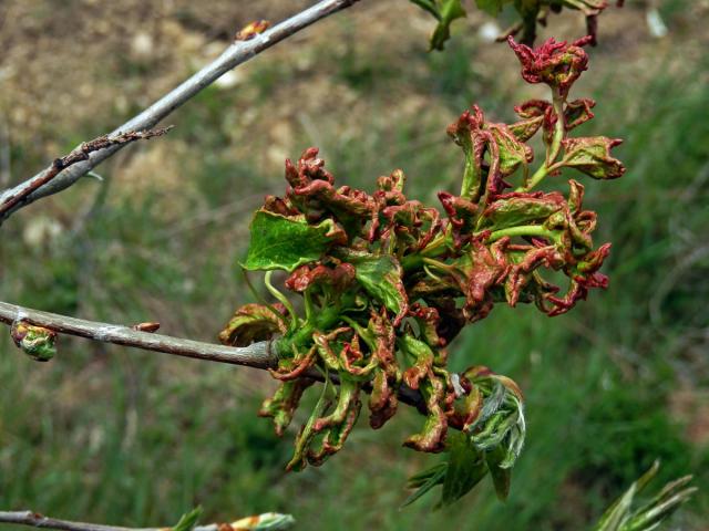 Hálky vlnovníka osikového (Aceria dispar), topol osika