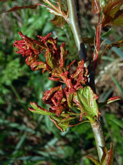 Hálky vlnovníka osikového (Aceria dispar), topol osika