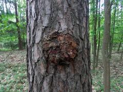 Tumor na borovici lesní (Pinus sylvestris L.) (33)
