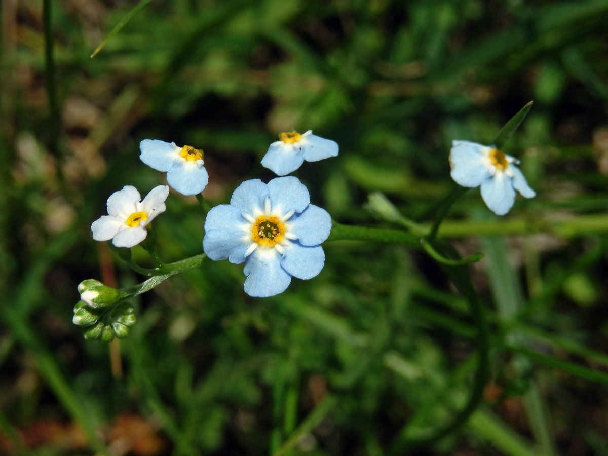 Pomněnka bahenní (Myosotis palustris (L.) L.) se sedmičetným květem (1)