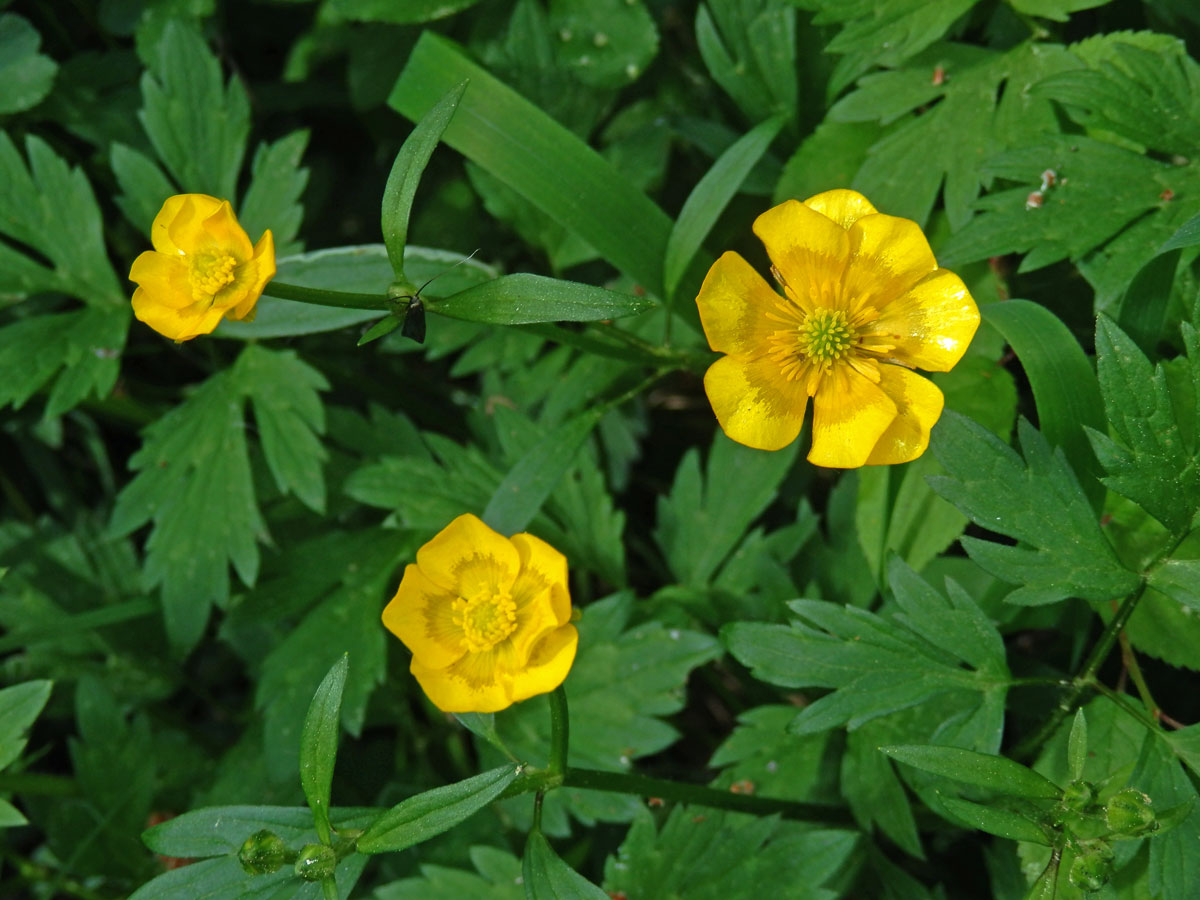 Pryskyřník plazivý (Ranunculus repens L.), osmičetný květ (3a)