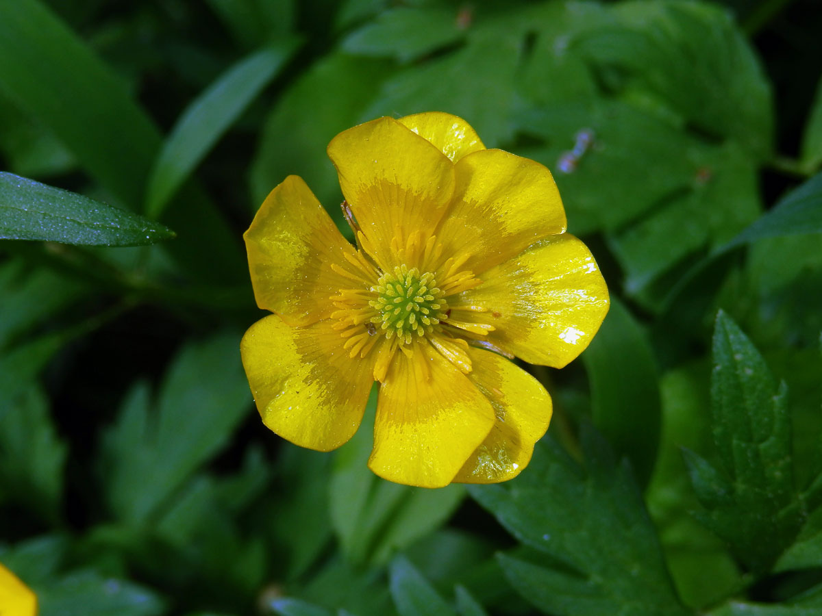 Pryskyřník plazivý (Ranunculus repens L.), osmičetný květ (3b)