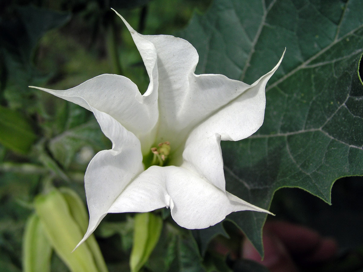 Durman obecný (Datura stramonium L.)