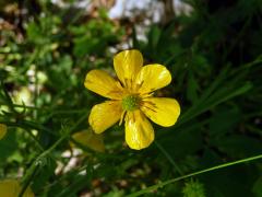 Pryskyřník prudký (Ranunculus acris L.) - květ s šesti korunnímí lístky (9)