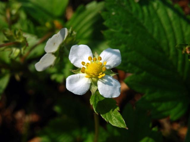 Jahodník obecný (Fragaria vesca L.), čtyřčetný květ (6)