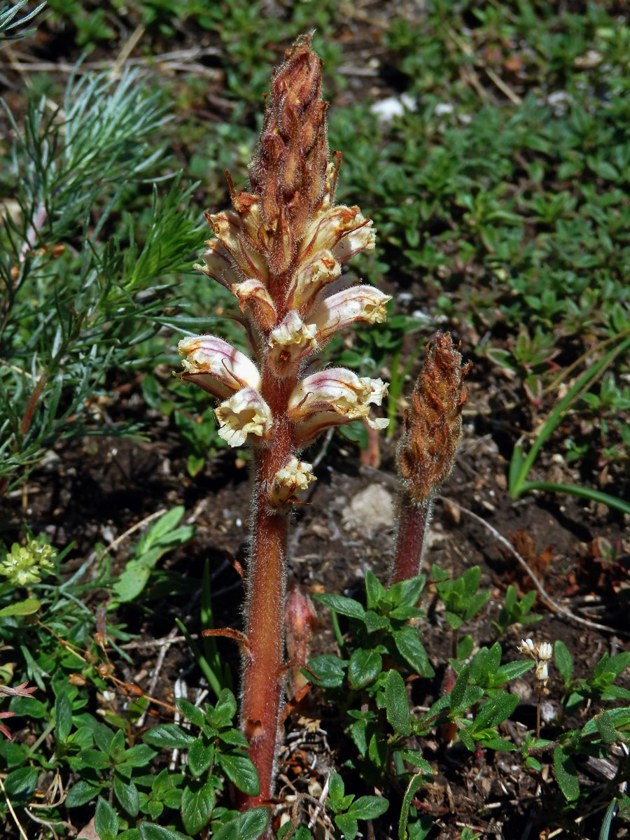 Záraza šupinatá (Orobanche artemisiae-campestris Gaudin)