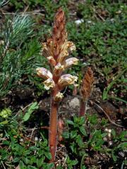 Záraza šupinatá (Orobanche artemisiae-campestris Gaudin)