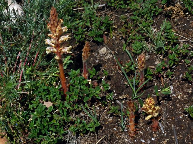 Záraza šupinatá (Orobanche artemisiae-campestris Gaudin)