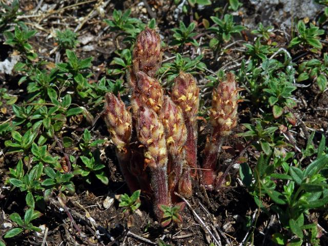 Záraza šupinatá (Orobanche artemisiae-campestris Gaudin)