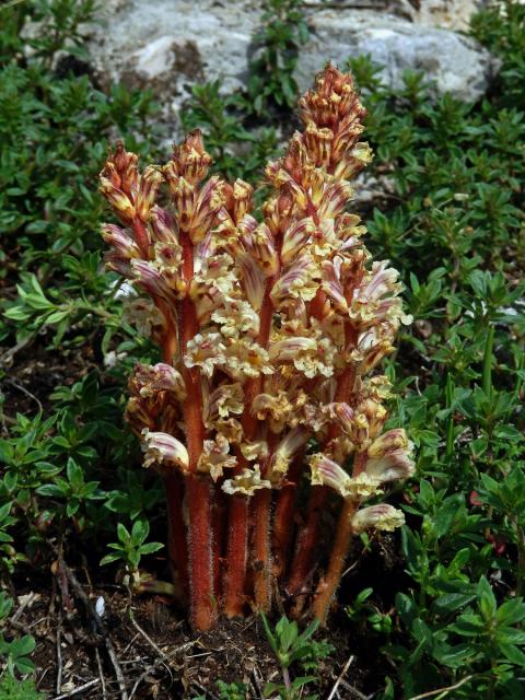 Záraza šupinatá (Orobanche artemisiae-campestris Gaudin)