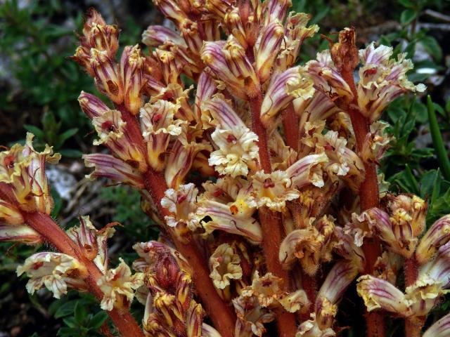 Záraza šupinatá (Orobanche artemisiae-campestris Gaudin)