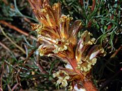 Záraza šupinatá (Orobanche artemisiae-campestris Gaudin)