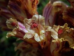 Záraza šupinatá (Orobanche artemisiae-campestris Gaudin)