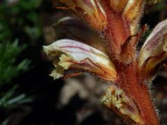 Záraza šupinatá (Orobanche artemisiae-campestris Gaudin)