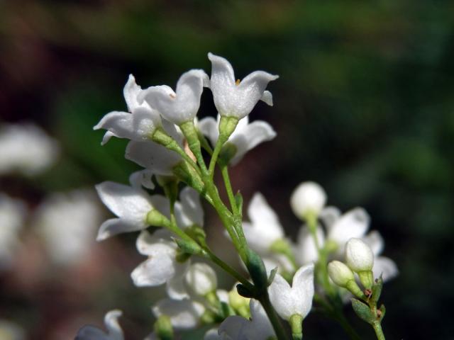 Svízel sivý (Galium glaucum L.)