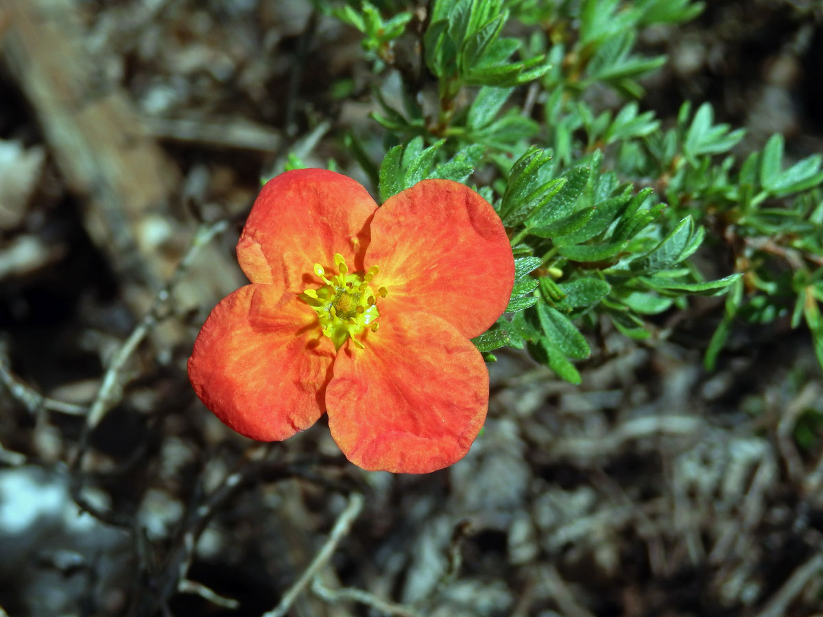 Mochna křovitá (Potentilla fructicosa L.), čtyřčetný květ (5)
