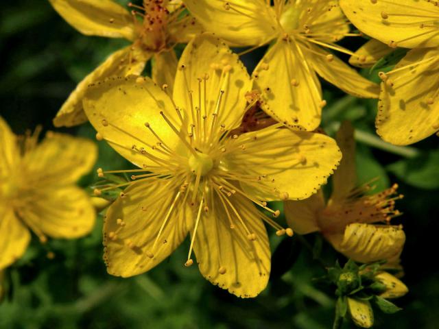 Třezalka tečkovaná (Hypericum perforatum L.)