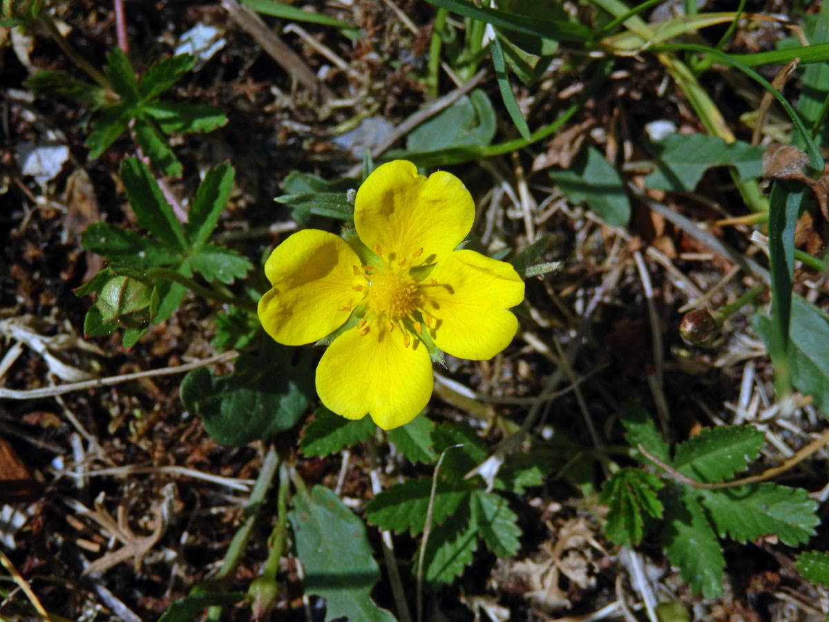 Mochna plazivá (Potentilla reptans L.) s čtyřčetným květem (6)