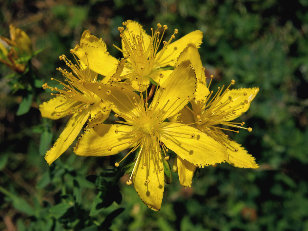 Třezalka tečkovaná (Hypericum perforatum L.)