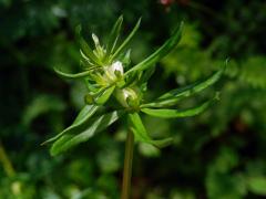 Hálky bejlomorky Geocrypta galii, svízel povázka (Galium mollugo L. s. str.)