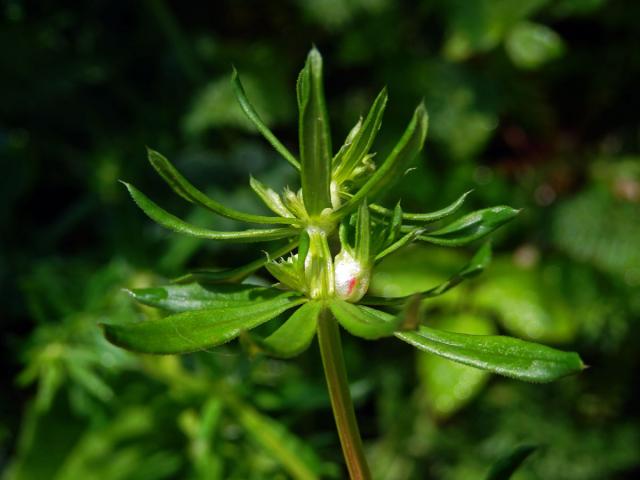 Hálky bejlomorky Geocrypta galii, svízel povázka (Galium mollugo L. s. str.)