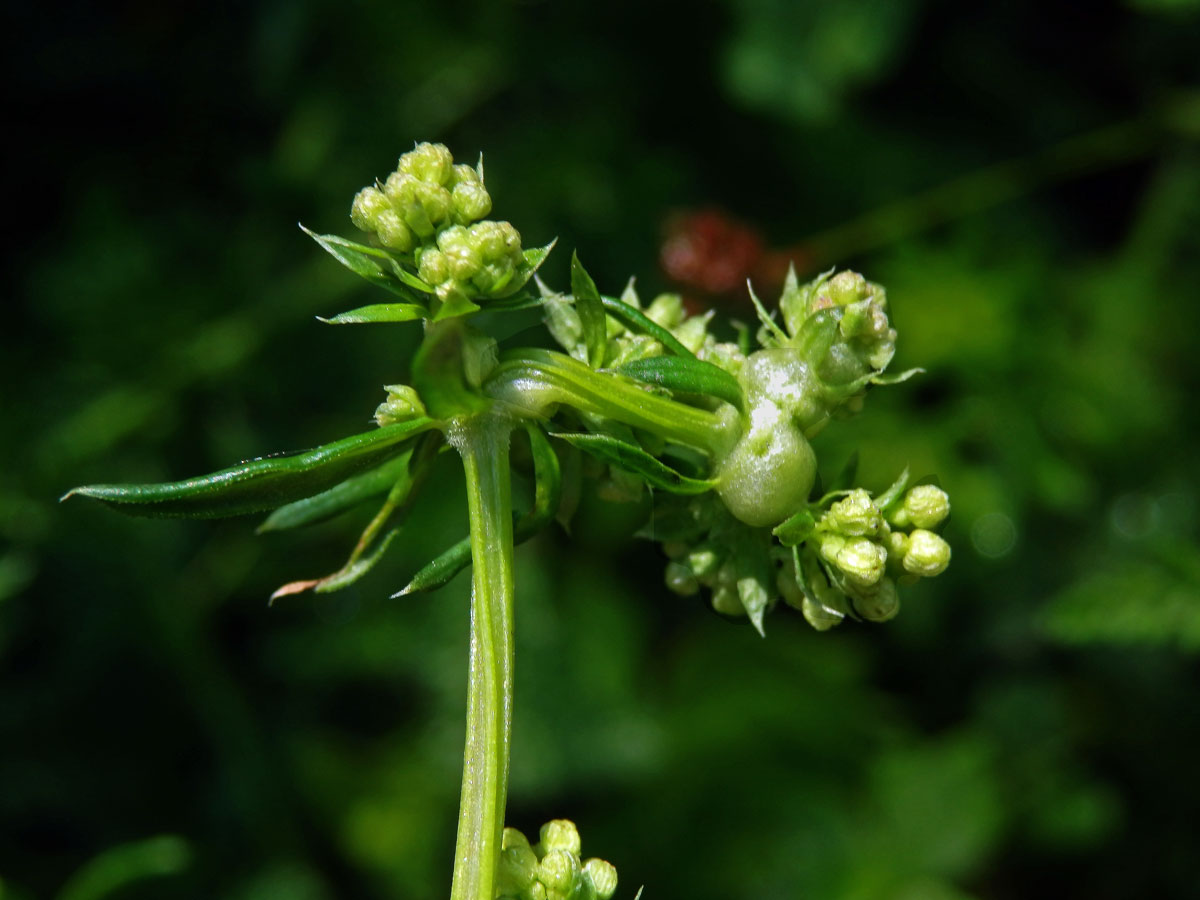 Hálky bejlomorky Geocrypta galii, svízel povázka (Galium mollugo L. s. str.)