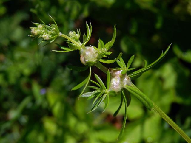 Hálky bejlomorky Geocrypta galii, svízel povázka (Galium mollugo L. s. str.)