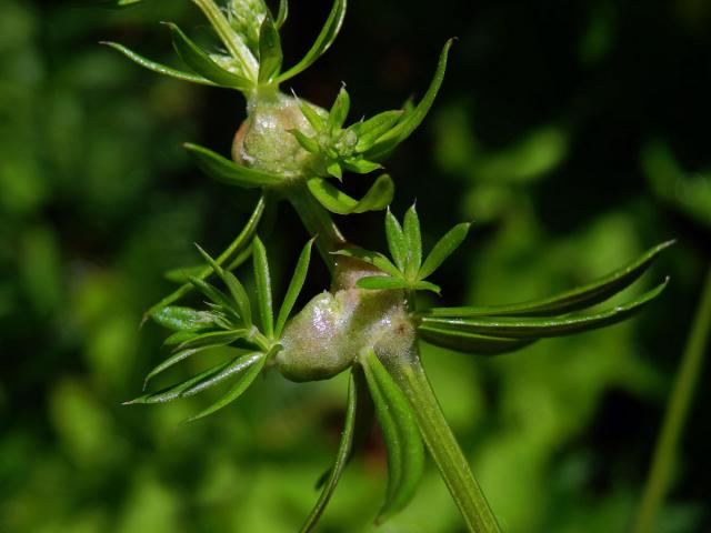 Hálky bejlomorky Geocrypta galii, svízel povázka (Galium mollugo L. s. str.)