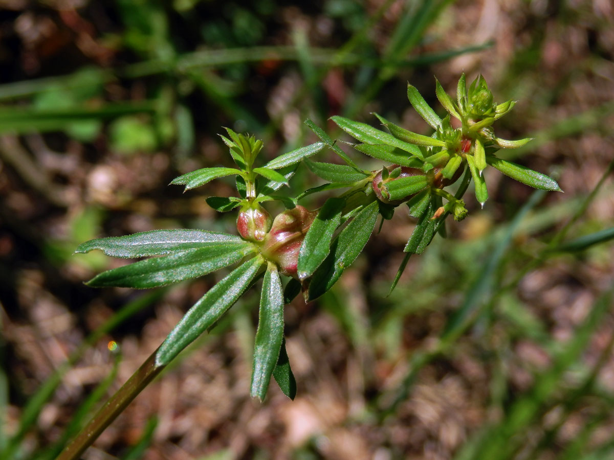 Hálky bejlomorky Geocrypta galii, svízel povázka (Galium mollugo L. s. str.)