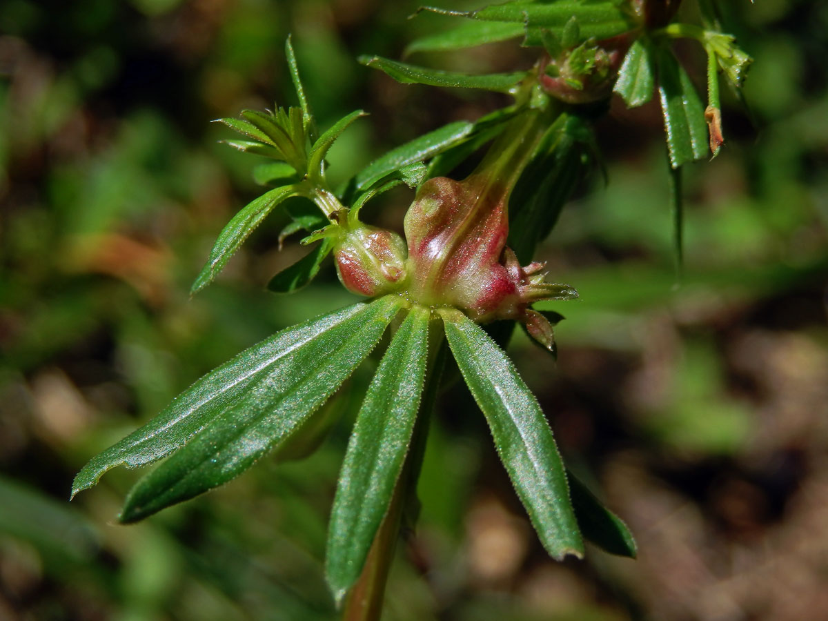 Hálky bejlomorky Geocrypta galii, svízel povázka (Galium mollugo L. s. str.)