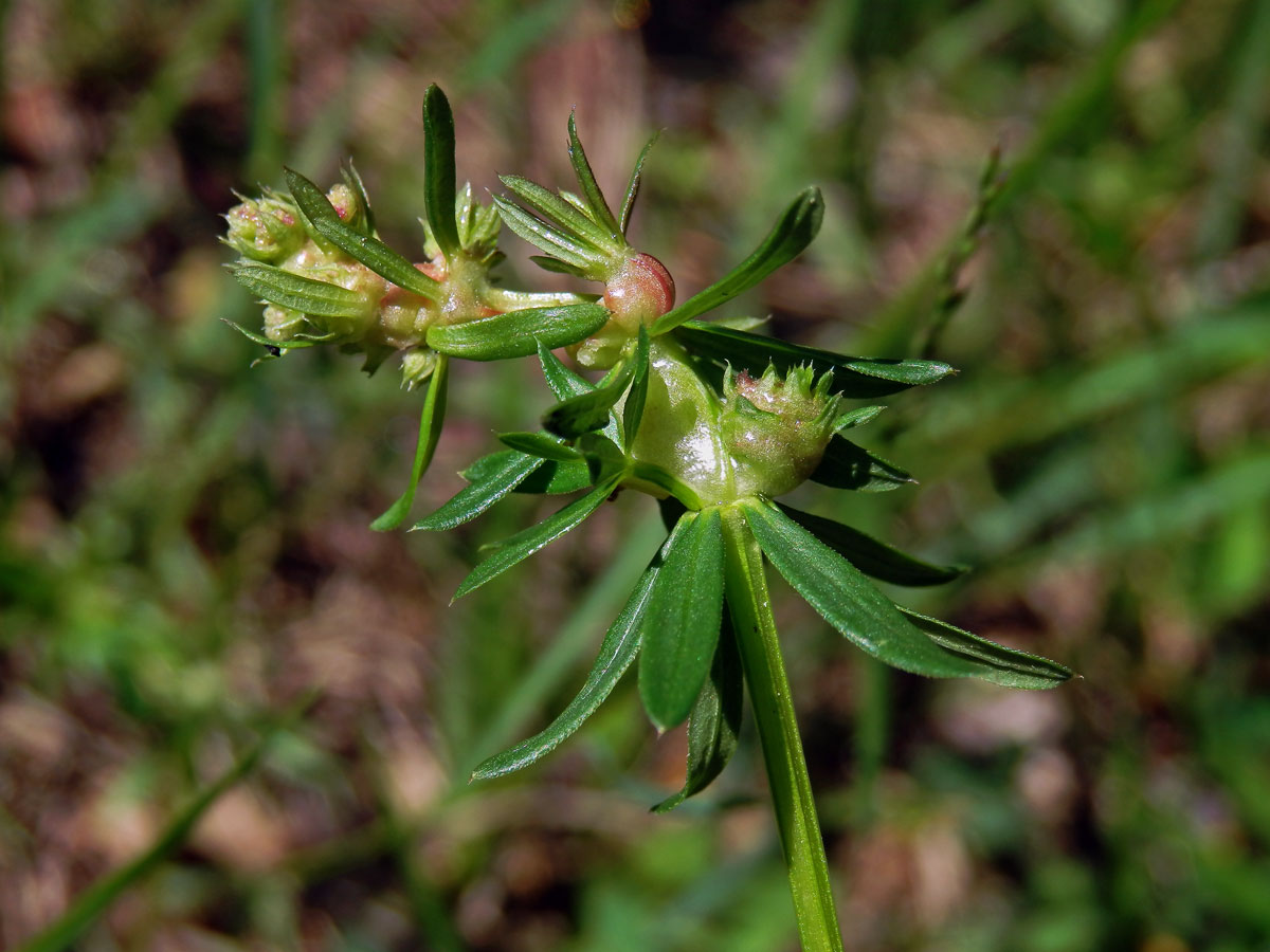 Hálky bejlomorky Geocrypta galii, svízel povázka (Galium mollugo L. s. str.)