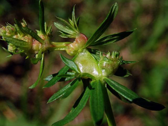 Hálky bejlomorky Geocrypta galii, svízel povázka (Galium mollugo L. s. str.)