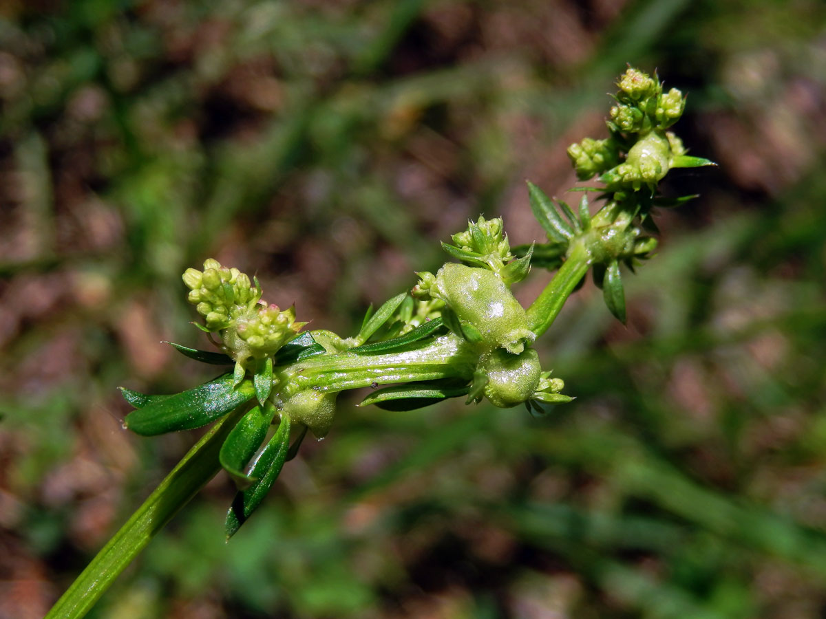 Hálky bejlomorky Geocrypta galii, svízel povázka (Galium mollugo L. s. str.)