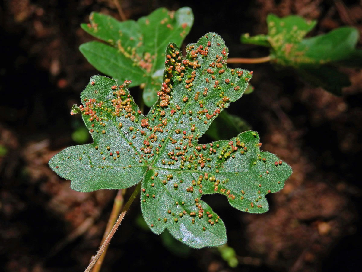 Hálky vlnovníka javorožravého (Aceria macrochela); javor babyka