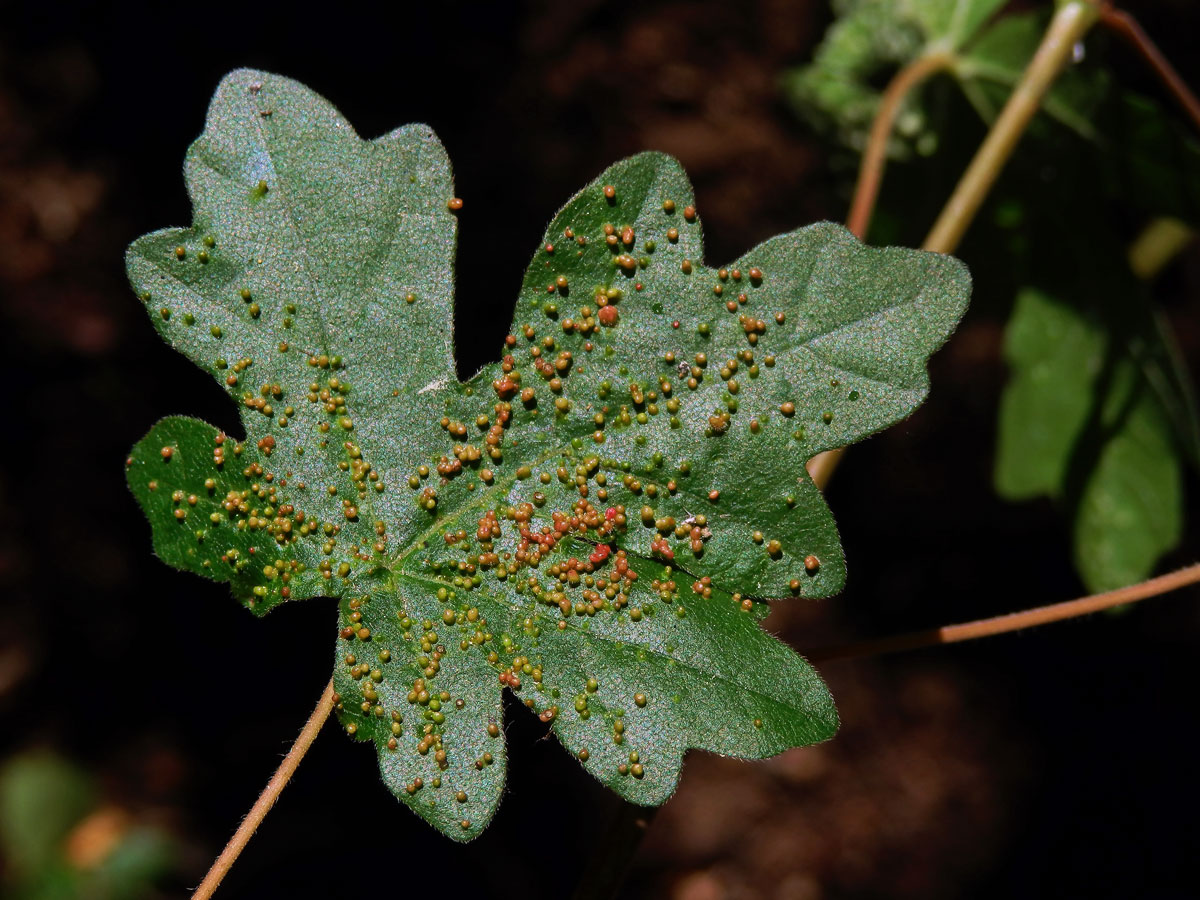 Hálky vlnovníka javorožravého (Aceria macrochela); javor babyka