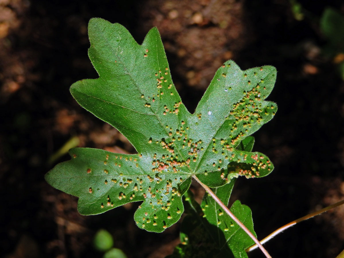 Hálky vlnovníka javorožravého (Aceria macrochela); javor babyka