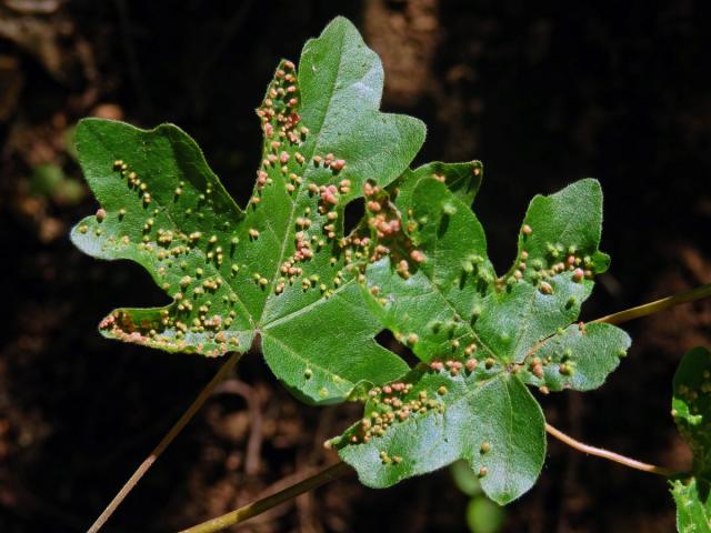 Hálky vlnovníka javorožravého (Aceria macrochela); javor babyka