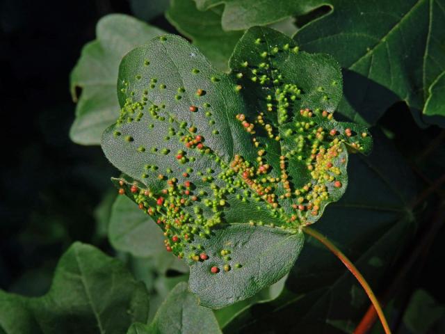 Hálky vlnovníka javorožravého (Aceria macrochela); javor babyka