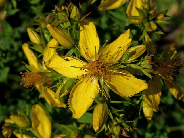 Třezalka tečkovaná (Hypericum perforatum L.)