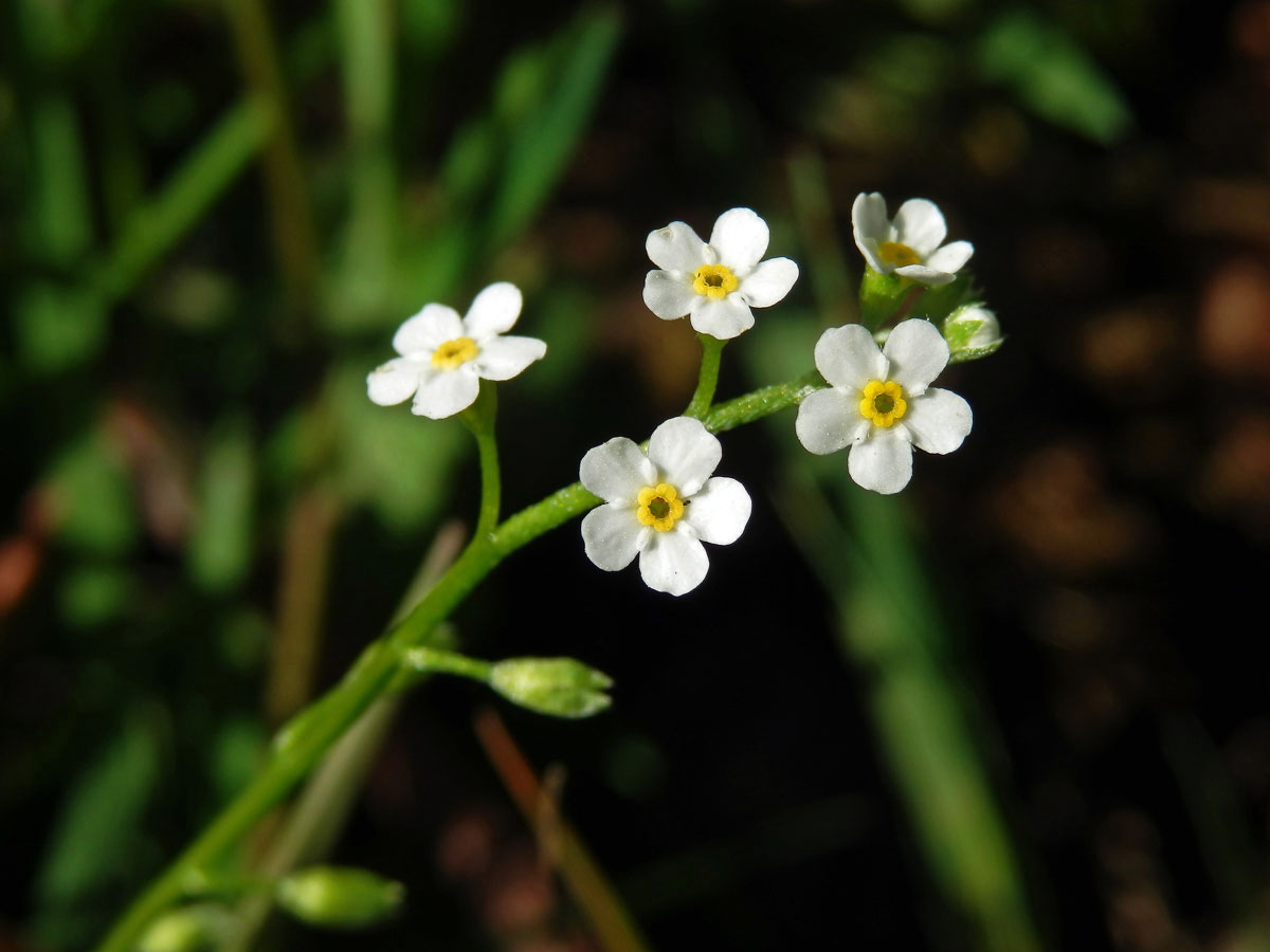 Pomněnka bahenní (Myosotis palustris (L.) L.) s květy bez barviva (5)