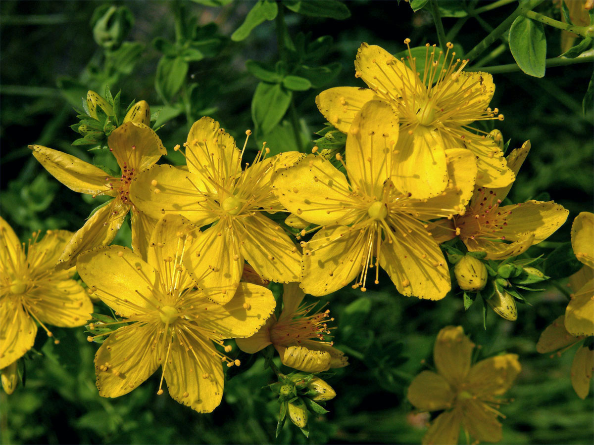 Třezalka tečkovaná (Hypericum perforatum L.)