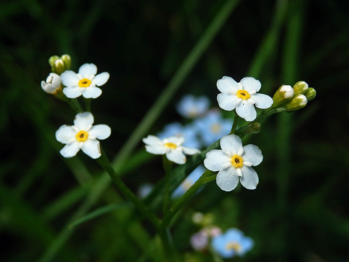 Pomněnka bahenní (Myosotis palustris (L.) L.) s květy bez barviva (6b)