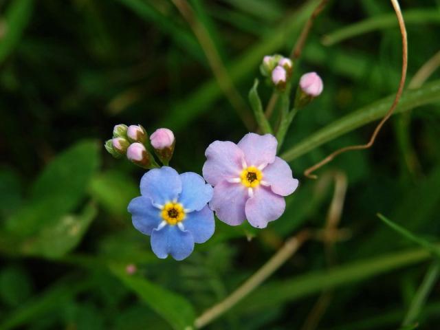 Pomněnka bahenní (Myosotis palustris (L.) L.) s duhově zbarveným květem (2)