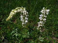 Lupina mnoholistá (Lupinus polyphyllus Lindl.) s bílými květy (1a)